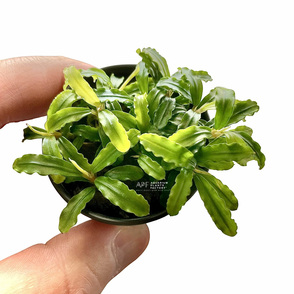 Bucephalandra Biblis Blue Sky | Aquarium Plants Factory® | eBay