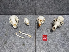Lot of 4 Real Animal Skulls Bones Porcupine Badger Red Fox Skunk Pricks￼