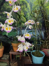 Dendrobium devonianum Rare Species Orchid Blooming Size Plant