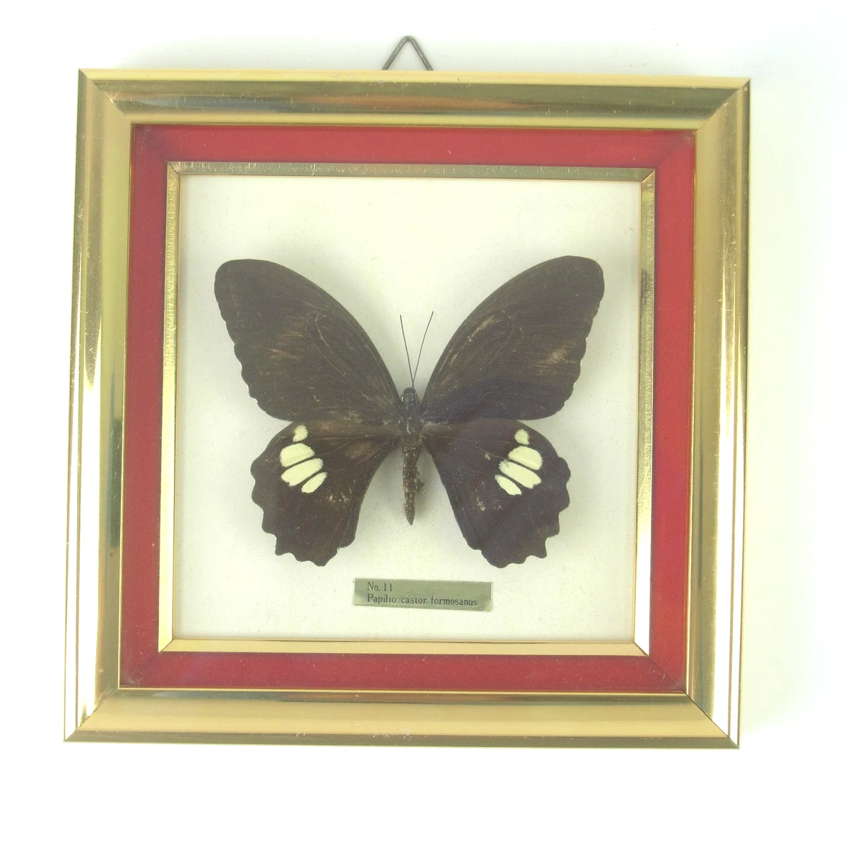 Rare Butterfly for sale | eBay