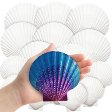 YUJUN 18PCS 2''-5'' White Natural Scallop Shells 2''-3'' 4''-5''-18PCS,