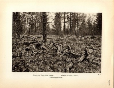 Kupfertiefdruck : Waldbild aus Nord-Lappland. Finnland, Suomi. K. H.: