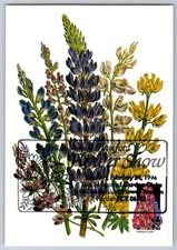 #2664 Wildflowers Harlequin Lupine Maxi Card w/Pictorial Cancel