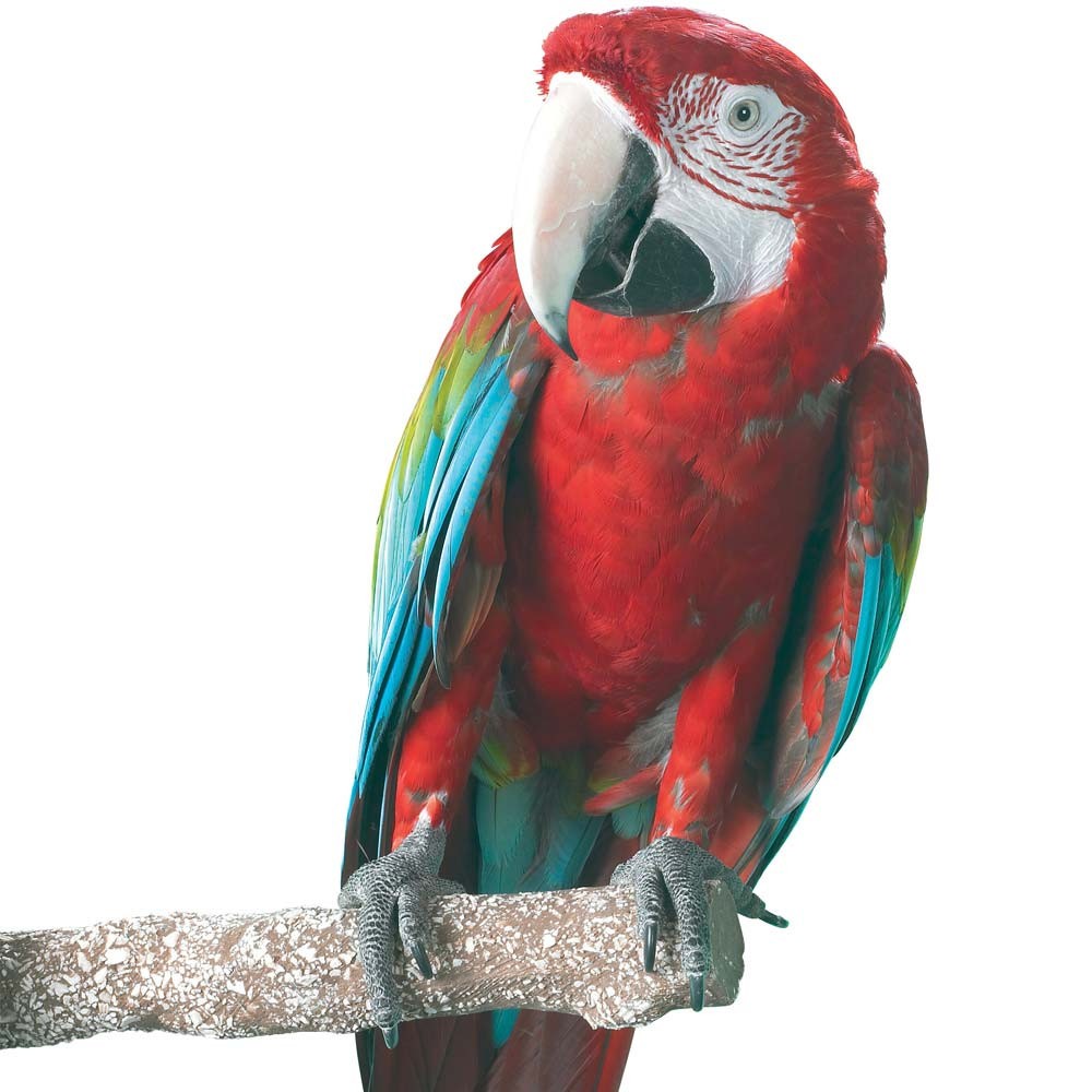 Beach Branch Perch Large Edible Parrot African Greys Conure Macaws Caique Perch