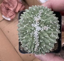 Vendita Pianta Strombocactus disciformis coltivata a semi da 5 cm Boutique