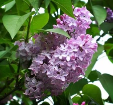 Early Broadleaf Lilac Seeds - Syringa oblata - Flowering Shrub - 25,50,100 Seeds