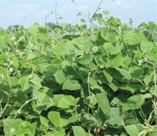 SeedRanch LabLab Food Plot Seeds - 50 Lbs.