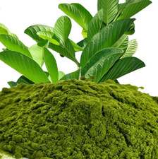 Fresh GUAVA LEAVES POWDER 50g Pure New 100 Organic Quality Traditional Natural.