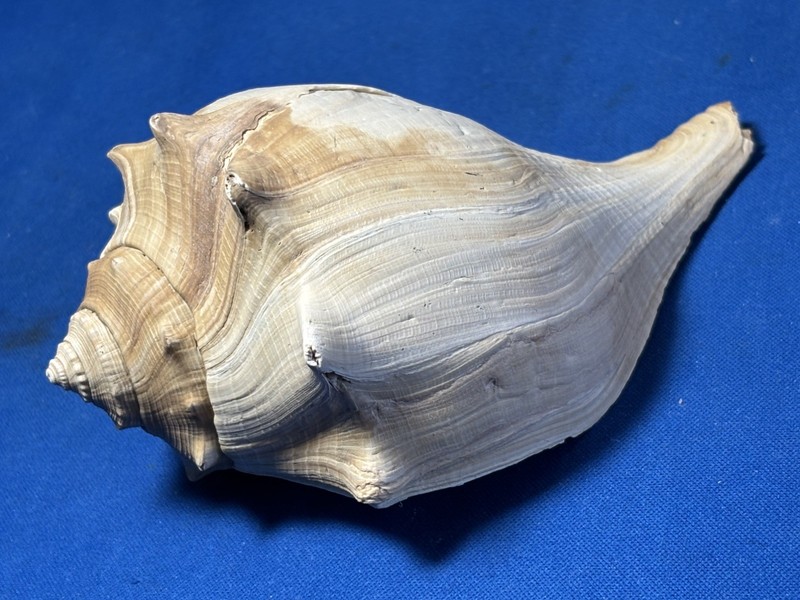 Gorgeously Toned Extinct Welk  “Busycon Carica  ” Florida Pleistocene Era