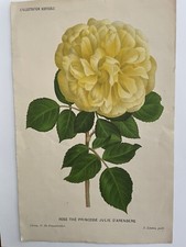 Antique Botanical Lithograph By Pannemaeker