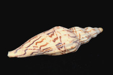  Specimen Fulgoraria Hamillei -  3 1/2" - Taiwan