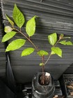 Buttonbush — photo 1