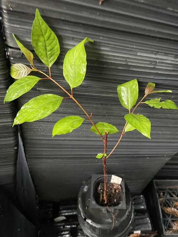 Buttonbush