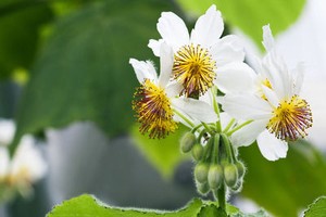 Pflanzen Samen Terrasse Balkon Garten Exoten Sämereien Blume FLEDERMAUSBLUME