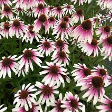 50 Pretty Parasols Coneflower Seeds Echinacea Perennial Flowers Flower 1373 USA