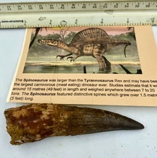Spinosaurus 4 1/8” T00TH  Teeth Dinosaur F0SSIL before T Rex Cretaceous C32