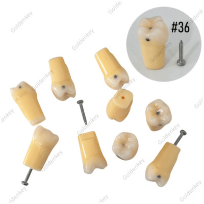 36 Dental Cavity Preparation Practice Teeth Model Caries Remove Decayed Molar