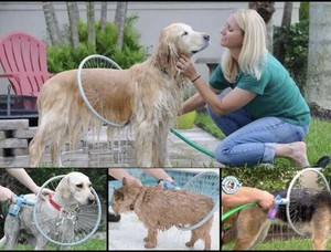 360 dog washer