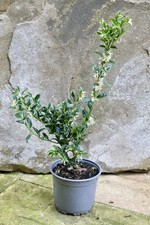 Sarcococca confusa Sweet Box 2 Litre Evergreen Shrub Winter Fragrant Flowers
