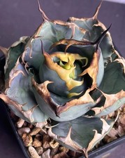 Pot 9cm Agave titanota oteroi  WYSIWYG Garden Seeding�Growth#