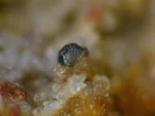TRATTNERITE from Styria, Austria * EXTREMELY RARE MINERAL * 1,2 cm