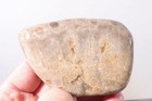 Petoskey Stone Fossil Coral Lapidary  7.5 oz. windowed rough lot P2 — photo 2