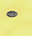 Scissortail Bird Worlds Fair Money Oklahoma Elongated Pressed Smashed Coin Dime — photo 1