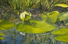 Vibrant beautiful painting of lily pad in a nature pond