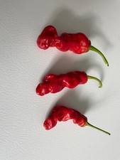 50 Red Penis Peter Pepper Seeds. Rare Authentic Prolific Hot Heirloom Non Gmo