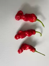 50+ Rare Red Authentic Penis Peter Pepper Seeds. Prolific Hot Heirloom Non Gmo