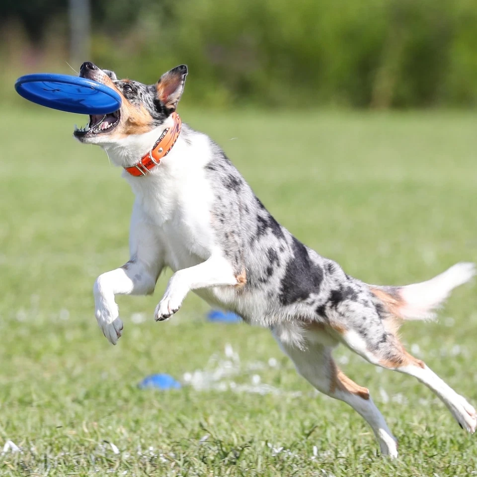 Disco volador Hyperflite K 10 Jawz Blueberry Dog Frisbee para jugar al aire libre Foto 3 de 4