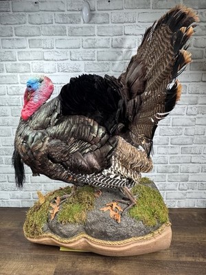 Beautiful Large Full Body Mount Wild Eastern Turkey Taxidermy - EUC
