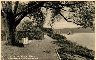 Unkel Rhine Thick Willow Rhine Promenade