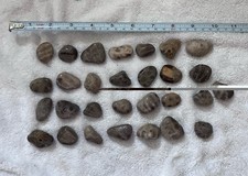 Lot Of 29 Unpolished Petoskey Stones.  274 Grams