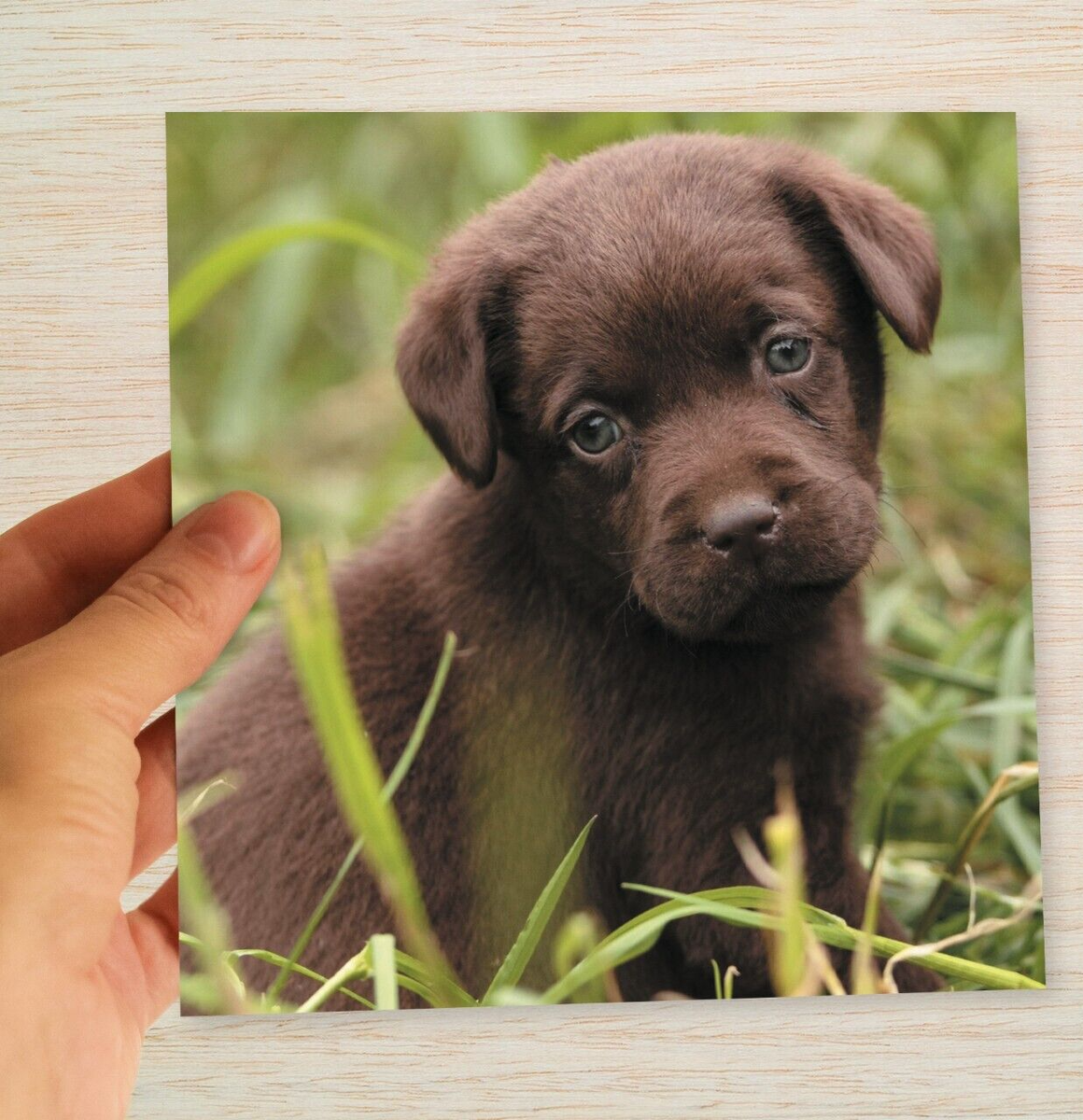 Geburtstagskarte Mit Schwarzem Labrador - Hochwertig, 145x145 Mm, Quadratisch, Mit Umschlag, Aus Recyceltem Material