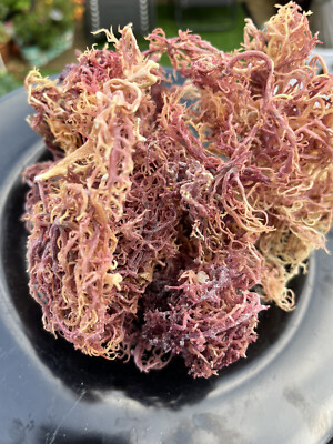 100g GRENADIAN PURPLE SEA MOSS WILD CRAFTED AND SUN DRYD 100% BIO