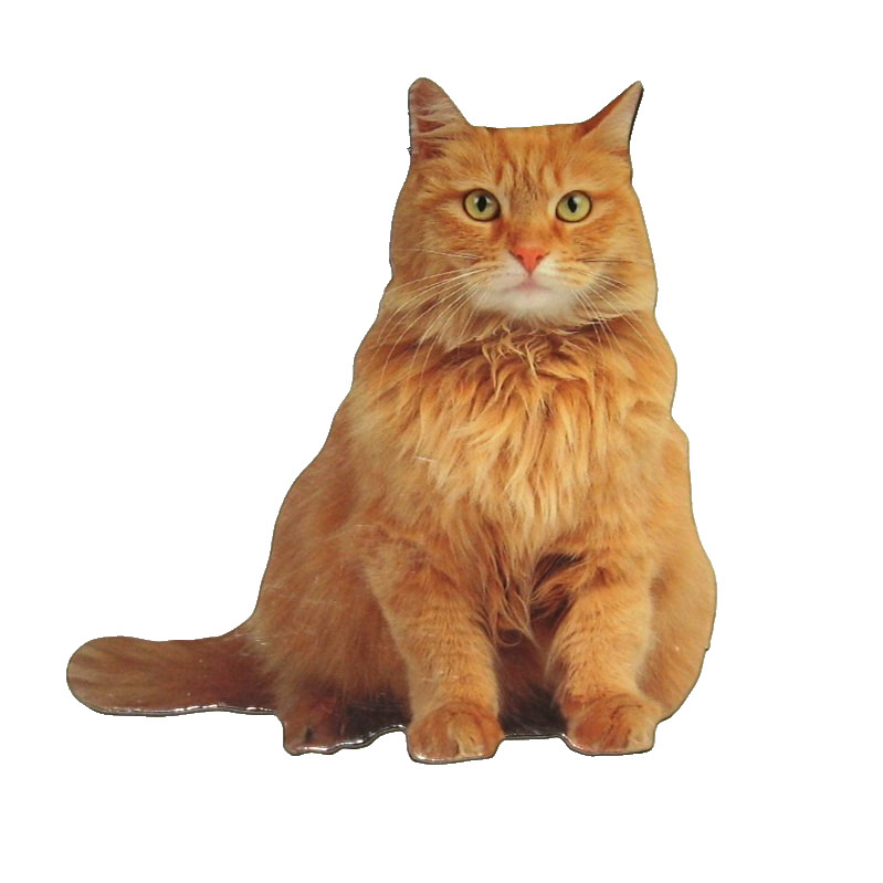 Long Haired Red Cat Magnet Realistic Looking Photo