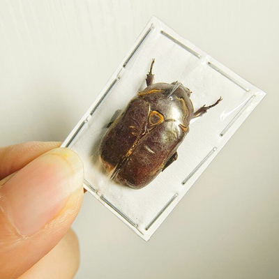 #ad REAL Huo#x27;s Flower Beetle Cetoniinae Science Education Specimen $91.00