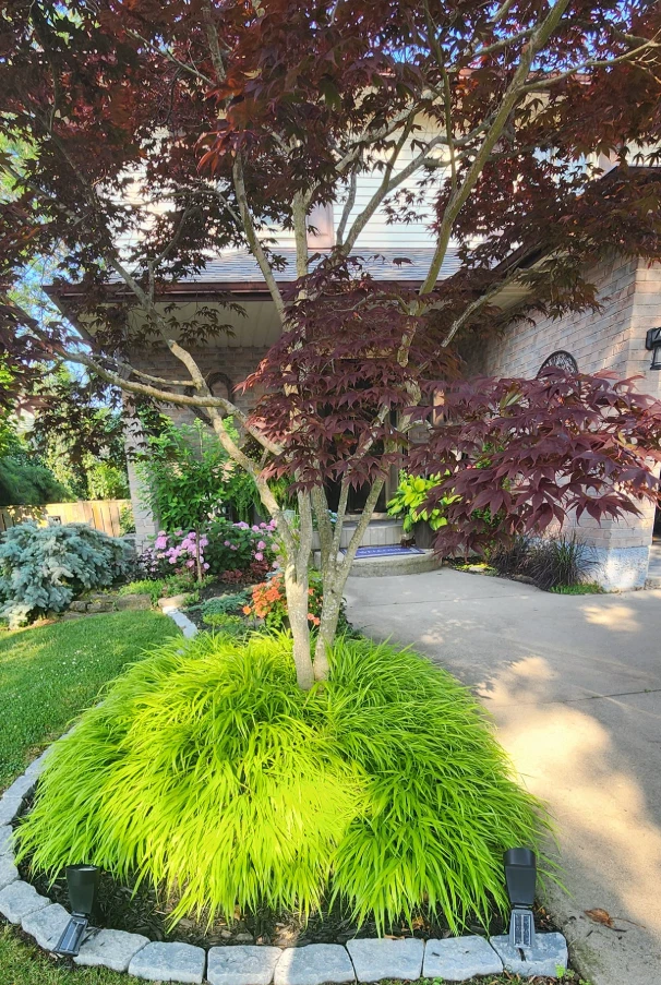 Live Japanese Forest Grass Plant – 4" Pot – Graceful Shade-Loving Ornamental - Image 4 of 4