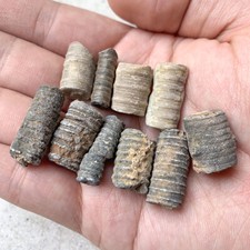 Fósiles crinoides de lirios marinos para acuario terrario coleccionista Cretácico