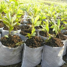 100 pi��ces sacs de plantation non tiss��s pour jardin respectueux de l'environn