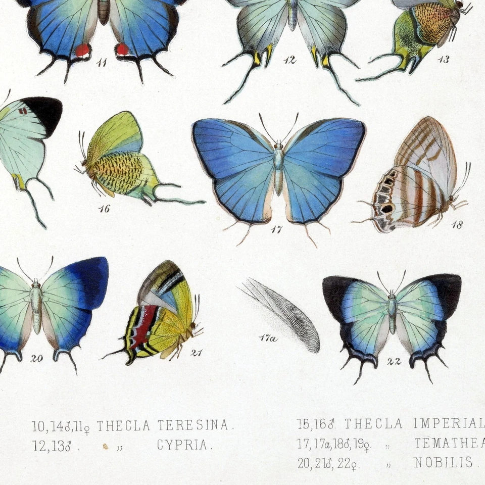 Impresión de póster de arte botánico vintage de mariposas azules 2, decoración de mariposas papillones Foto 3 de 3