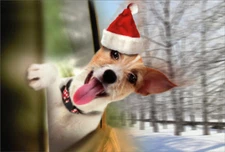 Jack Russell Terrier in Car Window Cute Dog Nobleworks Christmas Card