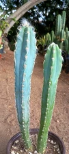 Pilosocereus leucocephalus palmeri 2x 12" White Wooly Torch Old Man cactus