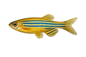 Zebrafish Danio Rerio Fish Self Adhesive Vinyl Sticker