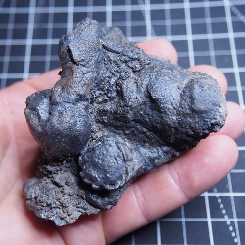 294gr Rugosa, Tabulata Czech Fossil Coral Devonian 1539 - Picture 10 of 22