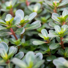 2000 Samen Sommer Portulak Portulaca oleracea v. sativa vitaminreiches  Gem&uuml;se