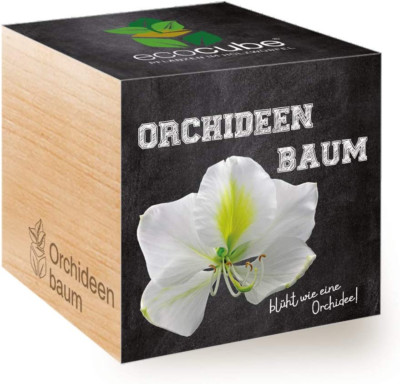 Feel Green Ecocube Orchideenbaum, Blüht Wie Eine Orchidee, Nachhaltige Geschenki