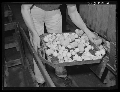 Photo:Petaluma California 1942 Newly Hatched Chicks Tray from Incubator