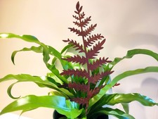 Rusty Metal Fern Leaf Garden Stake Silhouette Ornament Outdoor Decor Garden Art